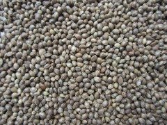 Vivid Kenevir 20 KG
