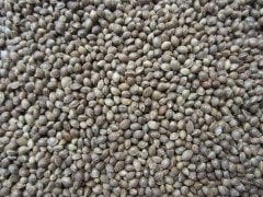 Vivid Kenevir 20 KG