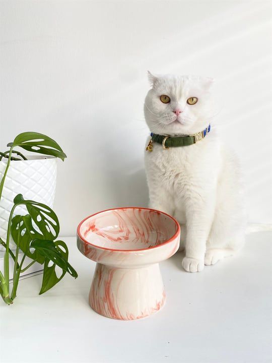Seramik Kedi ve Köpek Mama & Su Kabı(3 Renk)