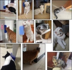 Catit Kedi Kaşıma ve Masaj Aleti