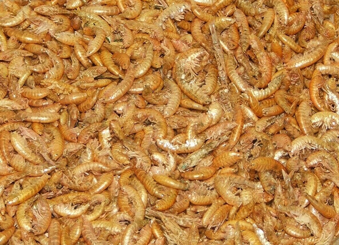 Gammarus 250 Gr.(Karides)