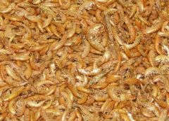 Gammarus 200 Gr.(Karides)