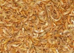 Gammarus 250 Gr.(Karides)