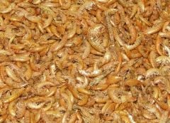 Gammarus 750 gr(Karides)