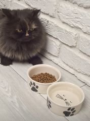 Seramik Kedi ve Köpek Mama Kabı