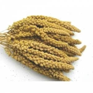 İthal Sarı Dal darı 500 Gr.