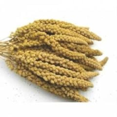 İthal Sarı Dal darı 500 Gr.