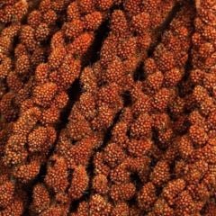 İthal Kızıl Dal darı 15 Kg.