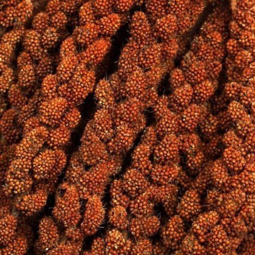 İthal Kızıl Dal Darı 150 Gr.