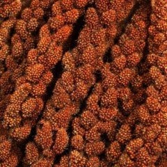 İthal Kızıl Dal Darı 150 Gr.